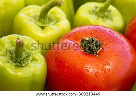 One single wet tomato and many green bell pepper with water drops as fresh organic vegetables closeup macro view composition