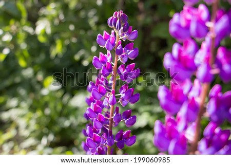 Purple lupines on green background