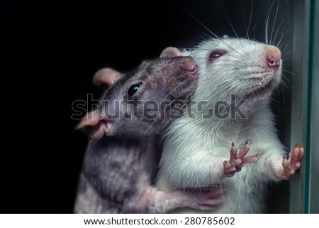 a pair of rats, gray and white rats