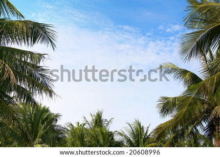 Nature palm leafs frame on blue sky background