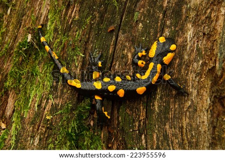 Fire Salamander is a venomous reptile common in Central Europe.