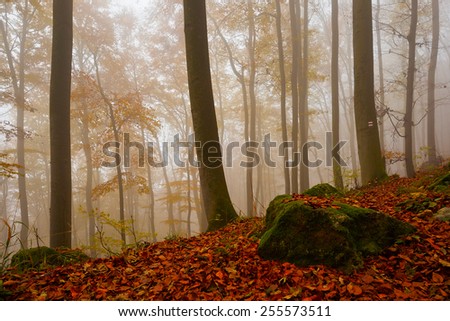 Primeval beech forest nature reserve on a foggy day, Slovakia.