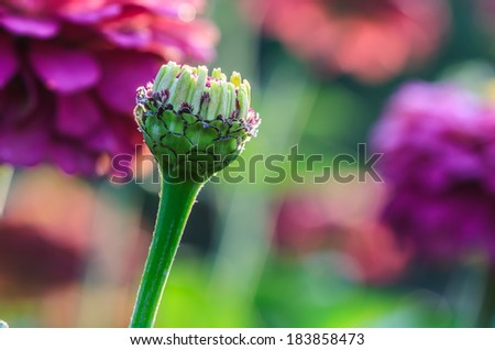 budding flower, dahlia colorful flower