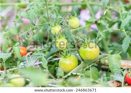 ripe tomatoes ,Cultivation of Thailand