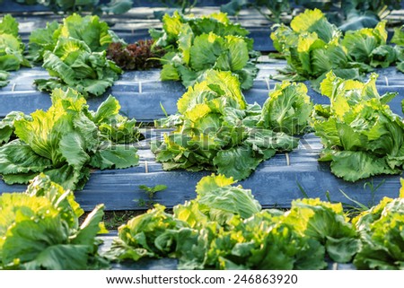 lettuce growing in the winter garden ,agricultural productivity in thailand