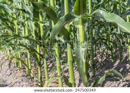 corn plant ,agricultural productivity in thailand