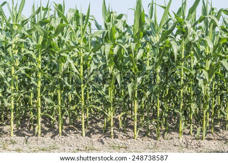 corn plant ,agricultural productivity in thailand