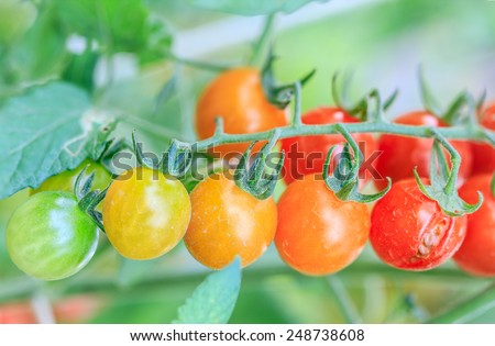 ripe tomatoes ,Cultivation of Thailand