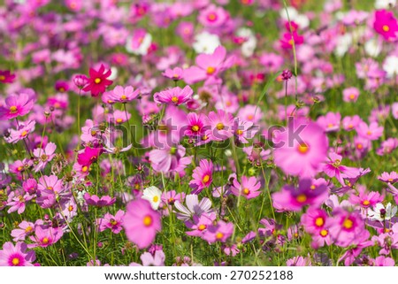 cosmos flower,colorful flower field in winter