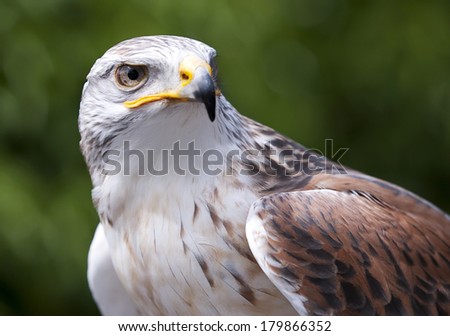 Ferruginous Hawk closeup of upper body and head looking out of the camera with mouth closed