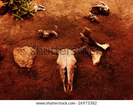 Bull and Goat Skulls and bones