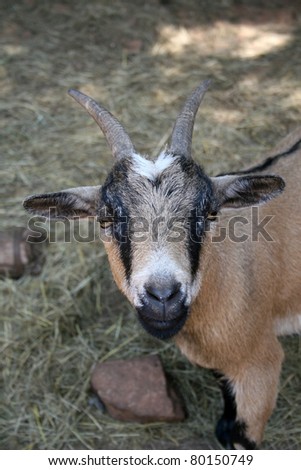 A cute domestic goat on a farm eyeing up the photographer