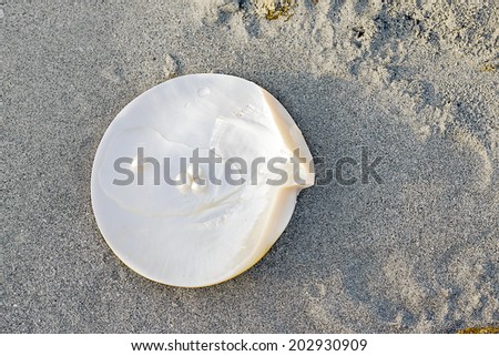 Sea shell with pearl on the sandy beach. Oysters and pearls of origin Japan.
