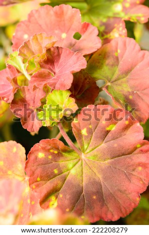 Close up of a a leaf of a variegated leaf geranium growing in a clay pot on a home patio.