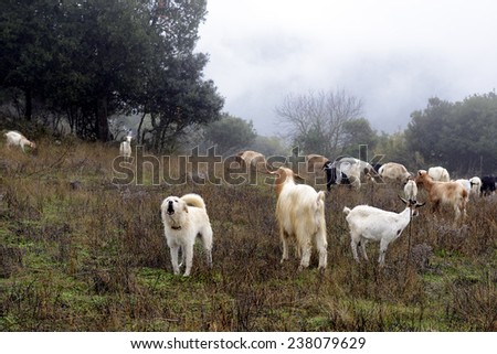The sheepdog, on top of the mountains, check out the herd of goats. Winter and fog.