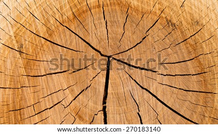 Tree rings in a cut down tree