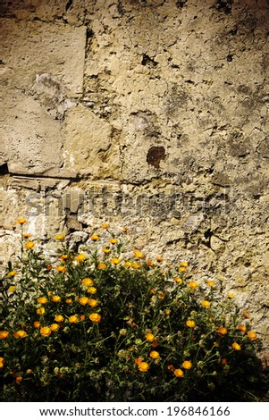 Old stone wall and hedge of daisy flowers