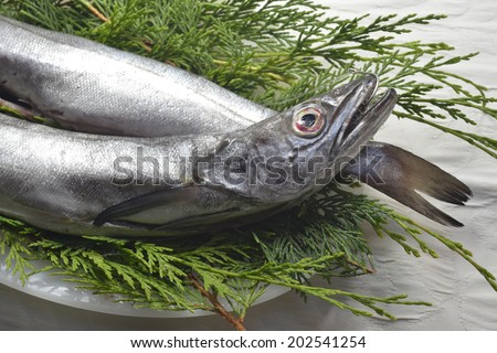 Fresh hake fishing hook, two whole and raw hake in tray