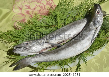Two fresh European hake fishing hook, two whole and raw hake in tray