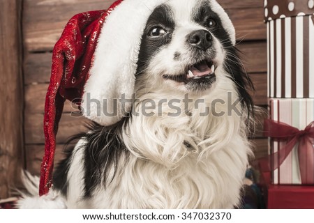 Christmas backgrounds, dog with Santa hat
