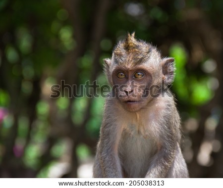 Sacred monkey  in Uluwatu temple, Bali, Indonesia