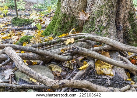 Tree Trunk with Roots in Autumn
