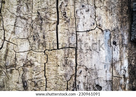Close-Up of Rotting Wood in Nature