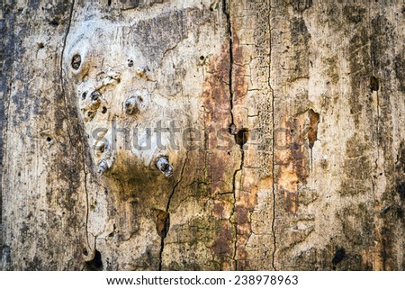 Close-Up of Rotting Wood