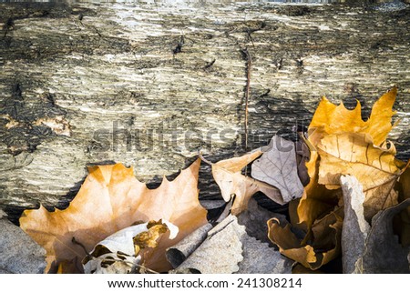 A Rotting Log with Fall Leaves