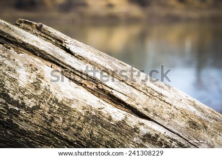 Rotting Wood by a Stream (selective focus)