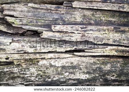 Close Up of Rotting Wood
