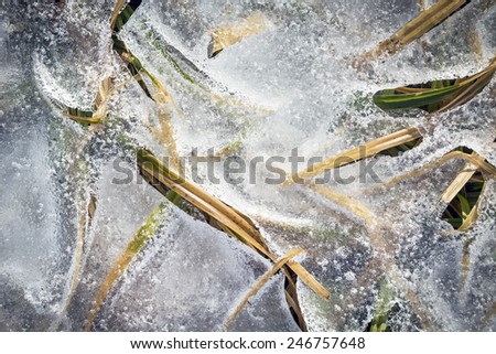 Grass under a Thin Layer of Ice