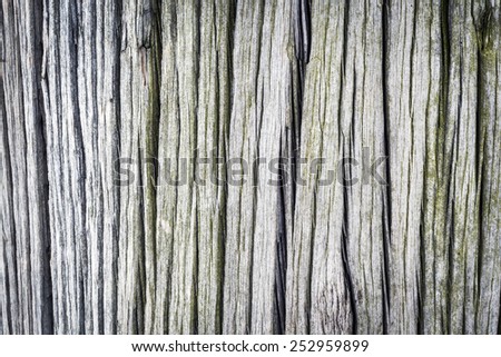 Close Up of Rotting Wood