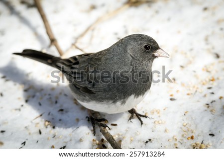 Dark-eyed Junco Feeding on Bird Seed in Snow (Junco hyemalis)