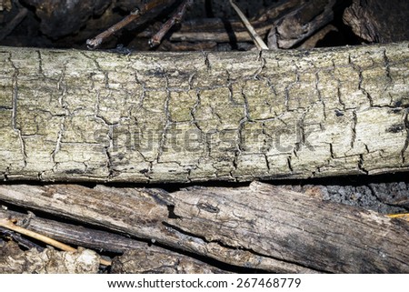 Rotting Log in the Woods
