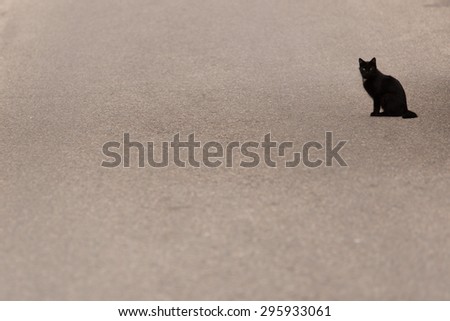 Black skinny stray cat is standing on asphalt
