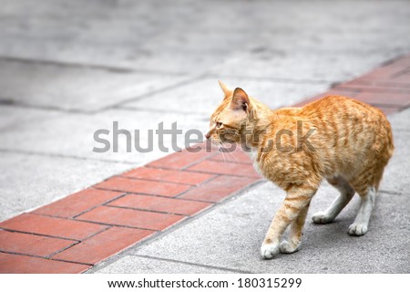 Side view of a ginger cat, outdoor