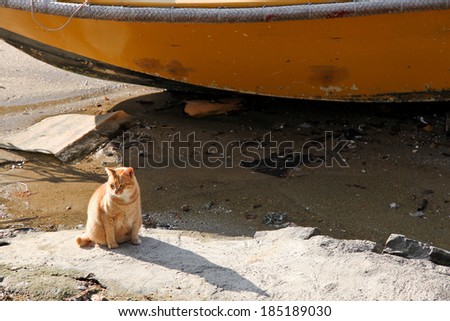 A cat is sitting in a wasted bay