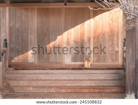 Ginger Cat in a Japanese temple