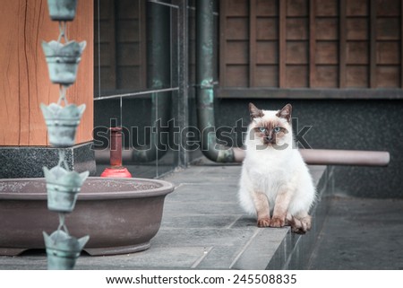 Ginger Cat in a Japanese temple