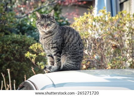 Cat sitting on top of a car