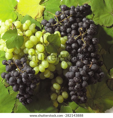 Bunches of grapes on vine leaves