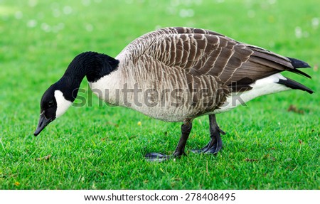 Wild Goose, Geese eating grass in the park. United Kinghdom, Devon