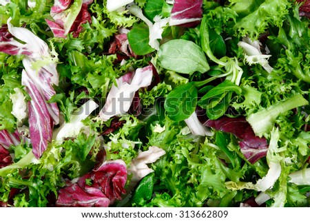 Mixed salad leaves  frisee, radicchio and lamb\'s lettuce. Background, texture.