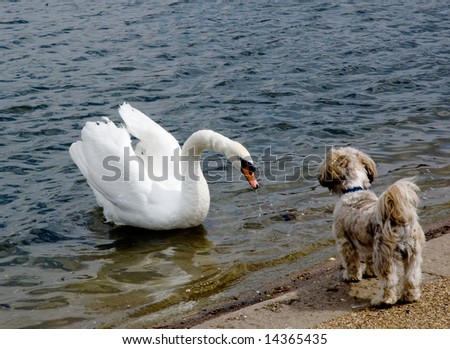Swan Meets Puppy - Hyde Park, London