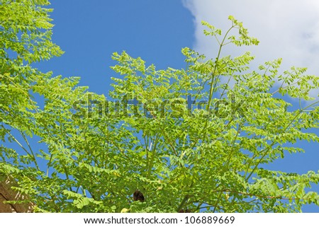 Moringa oleifera, (the tree of life)..It is commonly said that Moringa leaves contain more Vitamin A than carrots, more calcium than milk, more iron than spinach,