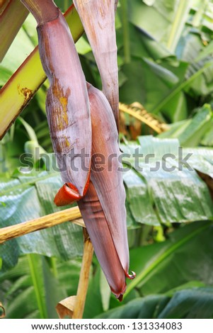 budding banana plant