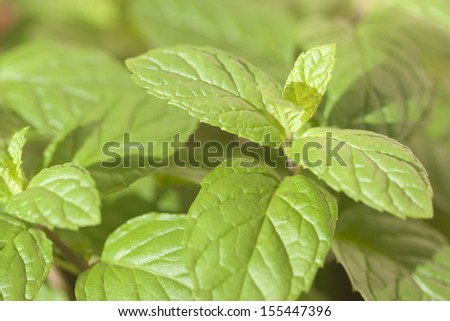 close up of fresh pepper mint plants
