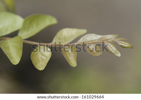 macro shot of young shoot of curry leaves.The curry tree is a tropical to sub-tropical tree in the family Rutaceae, which is native to India and Sri Lanka.