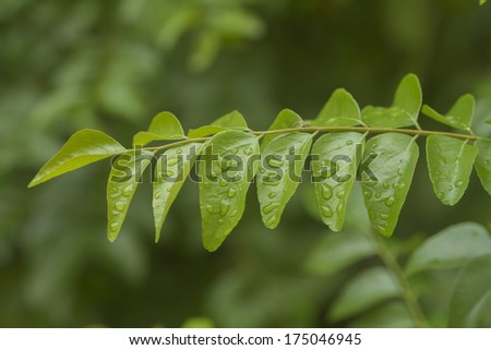 The curry tree is a tropical to sub-tropical tree in the family Rutaceae, which is native to India and Sri Lanka.